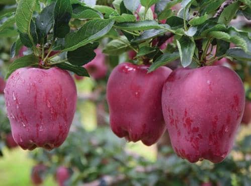 又到一年丰收时！秋分节气全国名优特产品名录发布 时令好物等你来尝