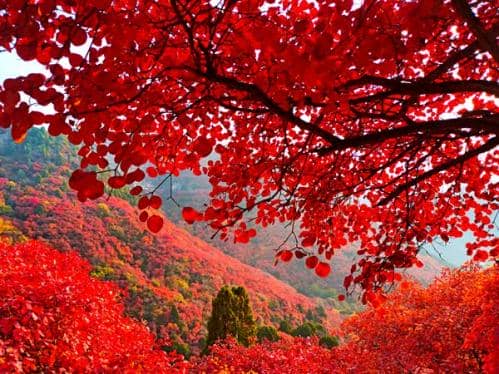 遇见最美秋天！寒露节气生态文旅品牌名录出炉 秋日出游正当时