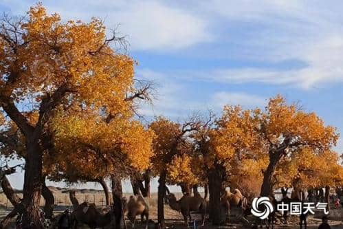 内蒙古额济纳胡杨林观赏预报来了 最佳观赏期可持续至10月下旬