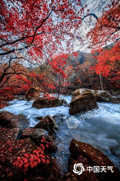 红叶季开启！2024全国赏红叶地图出炉 盘点十大推荐地独家秋色